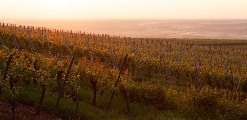 Appellation of Origin: How Wine's Strictest Laws Quietly Wrote the Grammar of European Cinema