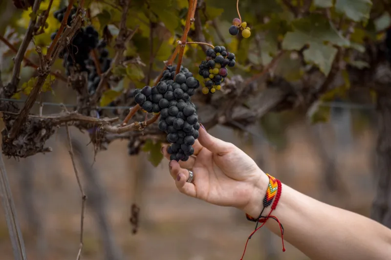 Crushed Beneath the Romance: What Wine Films Keep Getting Wrong About the Harvest