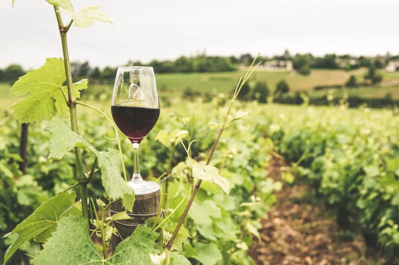 Estate of Cinema: American Wineries Crafting Immersive Film Experiences on the Vine