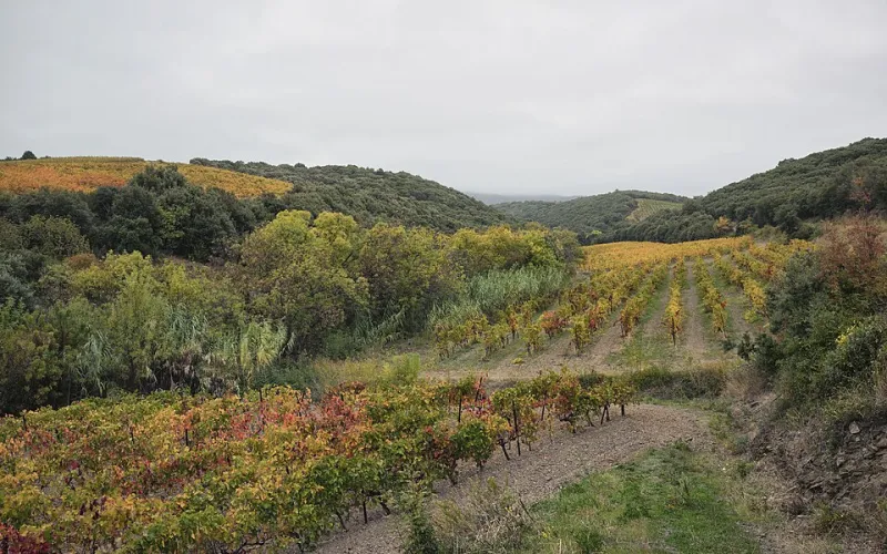 Vines Without Borders: How the World's Wine Cultures Reveal Themselves Through the Films They Make